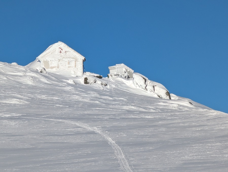 Turfølgje på breen